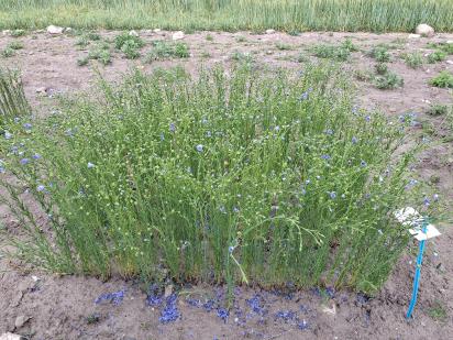 Click for 1 image(s) for this accession.